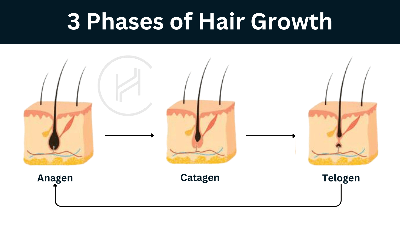 3 phases of hair growth