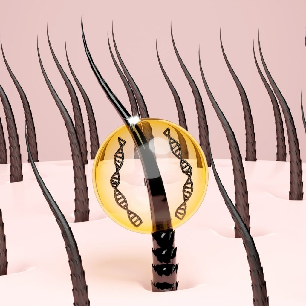 hair anatomy stem cells